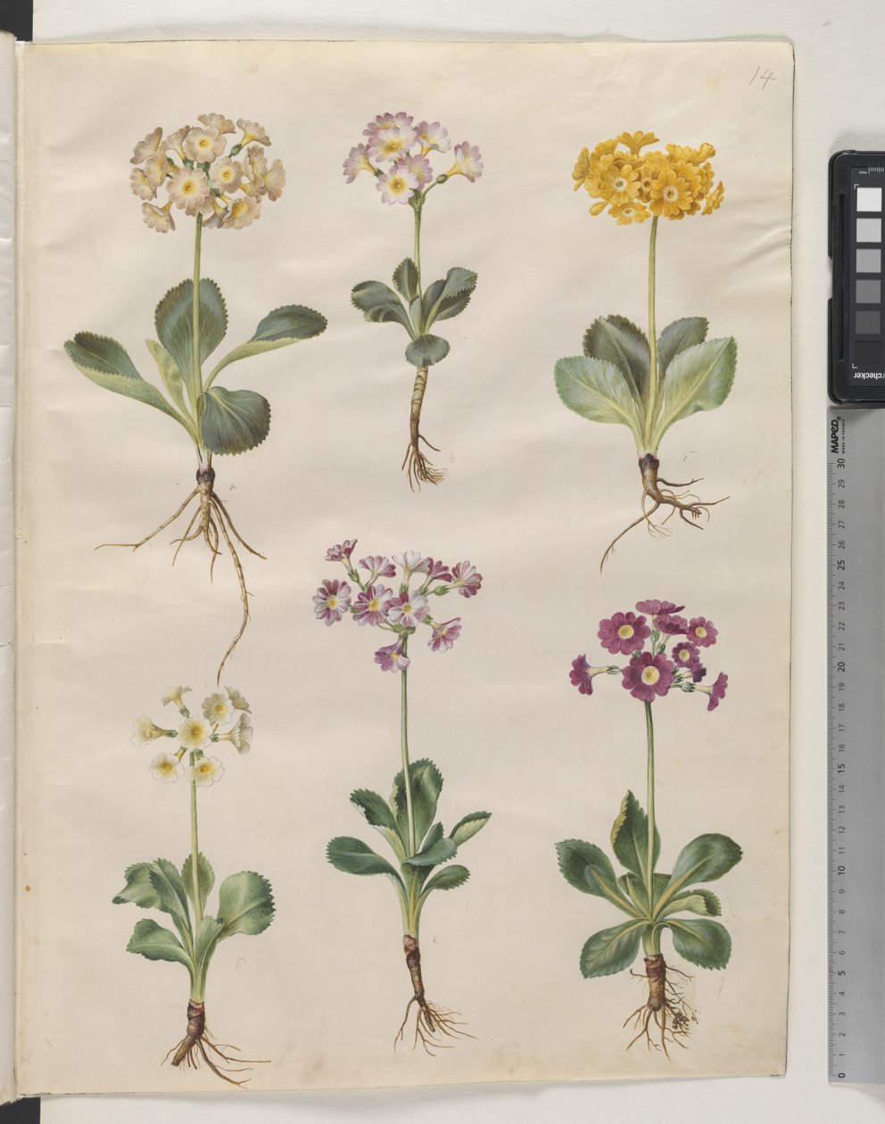 Pierwiosnek ×pubescens Wulfen (z uszami) autorstwa Hans Simon Holtzbecker