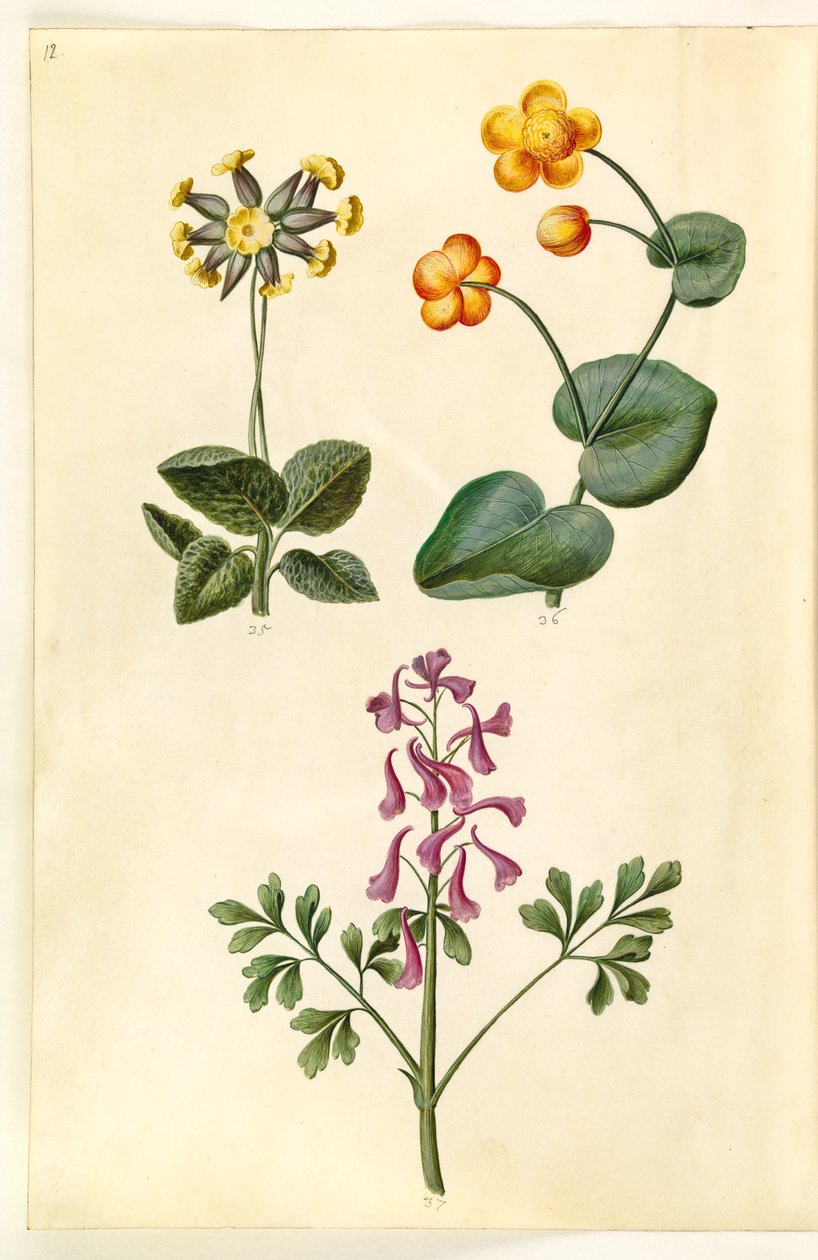 Primula veris (pierwiosnka cielęca z wydrążoną szyjką); Caltha palustris (turzyca łąkowa); Corydalis cava (ostróżka o pustych korzeniach) autorstwa Hans Simon Holtzbecker