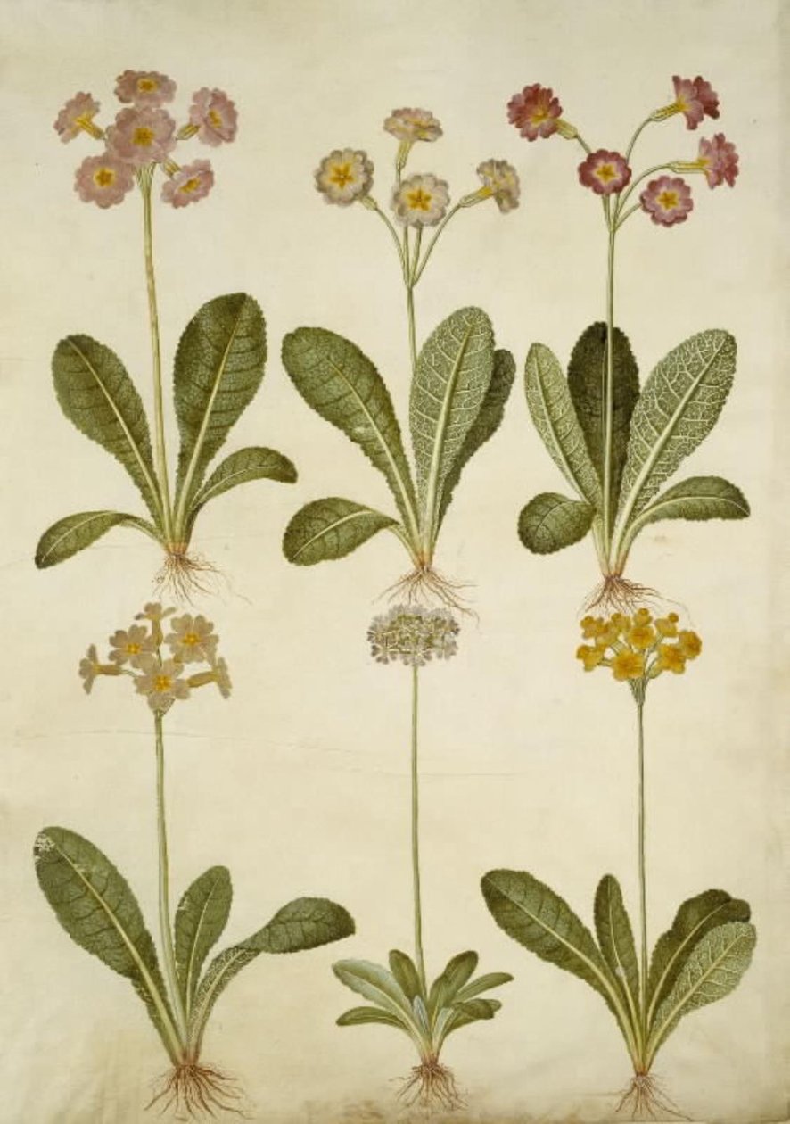 Primula veris (hybryda cowpea z wydrążoną szyjką); Primula farinosa (Cowpea kwitnąca) autorstwa Hans Simon Holtzbecker