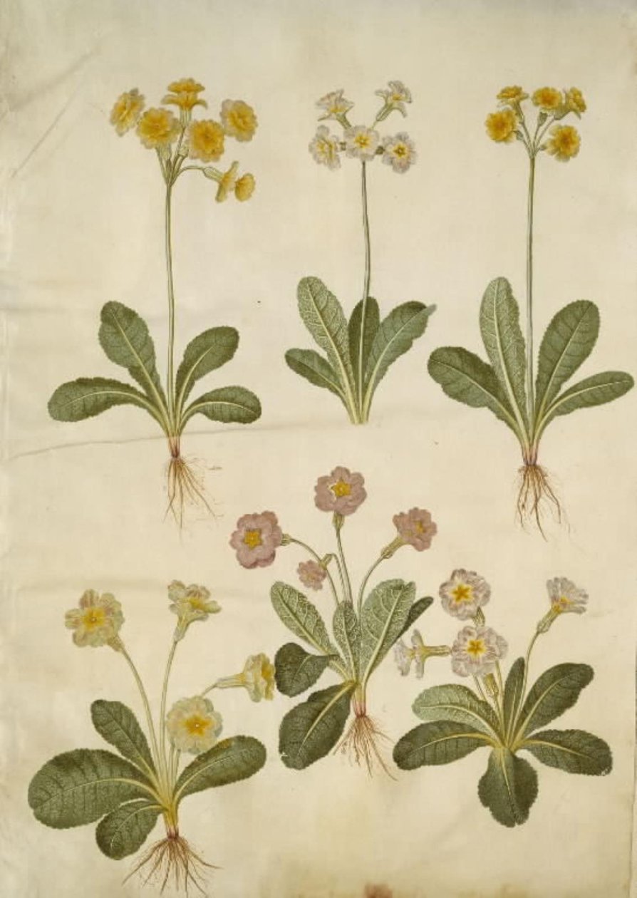 Primula veris (hybryda cowpea z wydrążoną szyjką); Primula vulgaris (hybryda cowpea wielkokwiatowa) autorstwa Hans Simon Holtzbecker