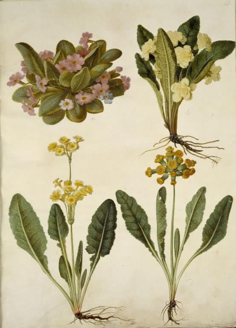 Primula vulgaris (karnawałowa krowa); Primula vulgaris (hybryda pierwiosnka wielkokwiatowego); Primula veris (hybryda cowpea z wydrążoną szyjką) autorstwa Hans Simon Holtzbecker