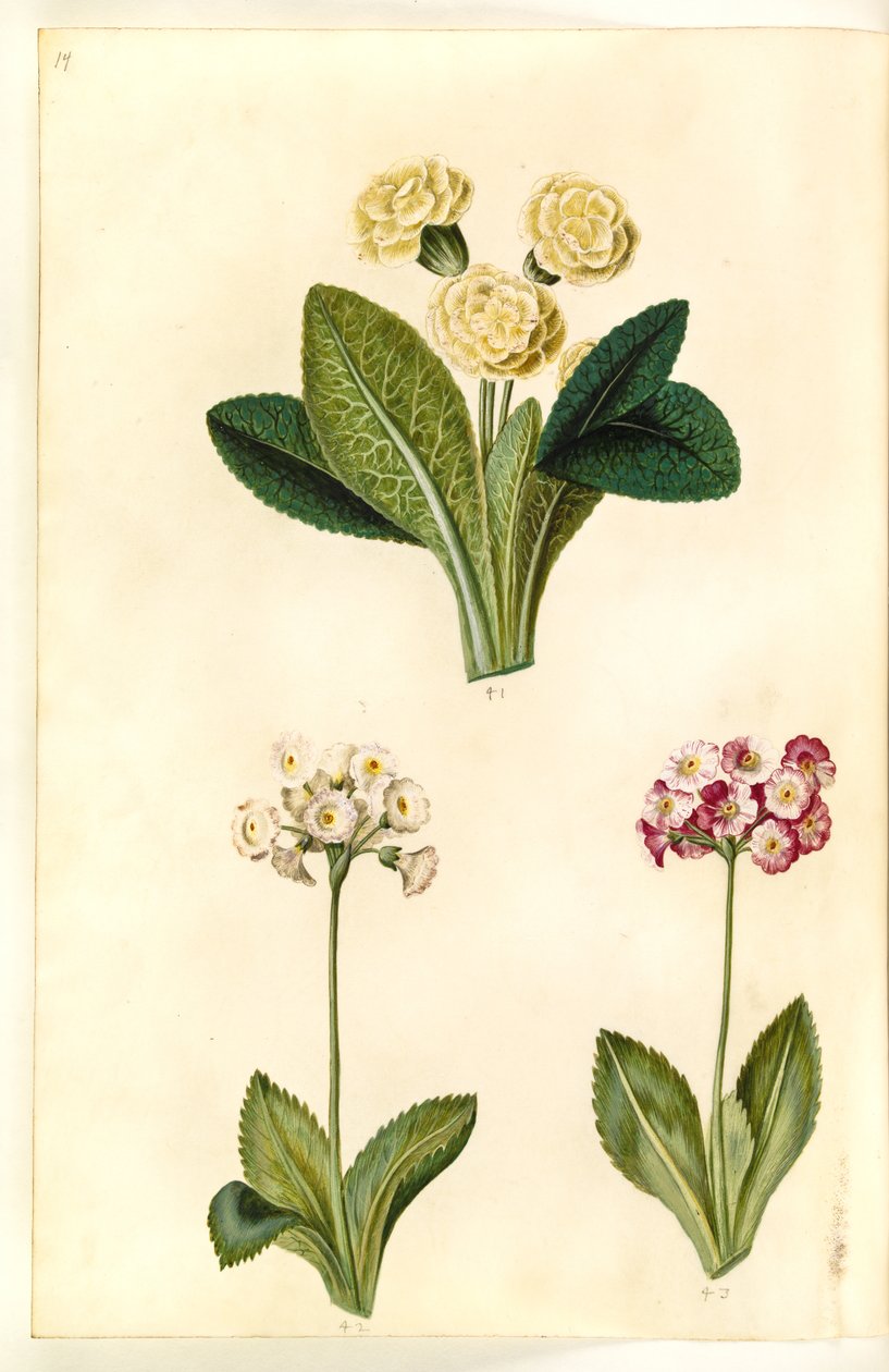 Primula vulgaris (pierwiosnka wielkokwiatowa); Pierwiosnek ×pubescens (małżówka ogrodowa) autorstwa Hans Simon Holtzbecker