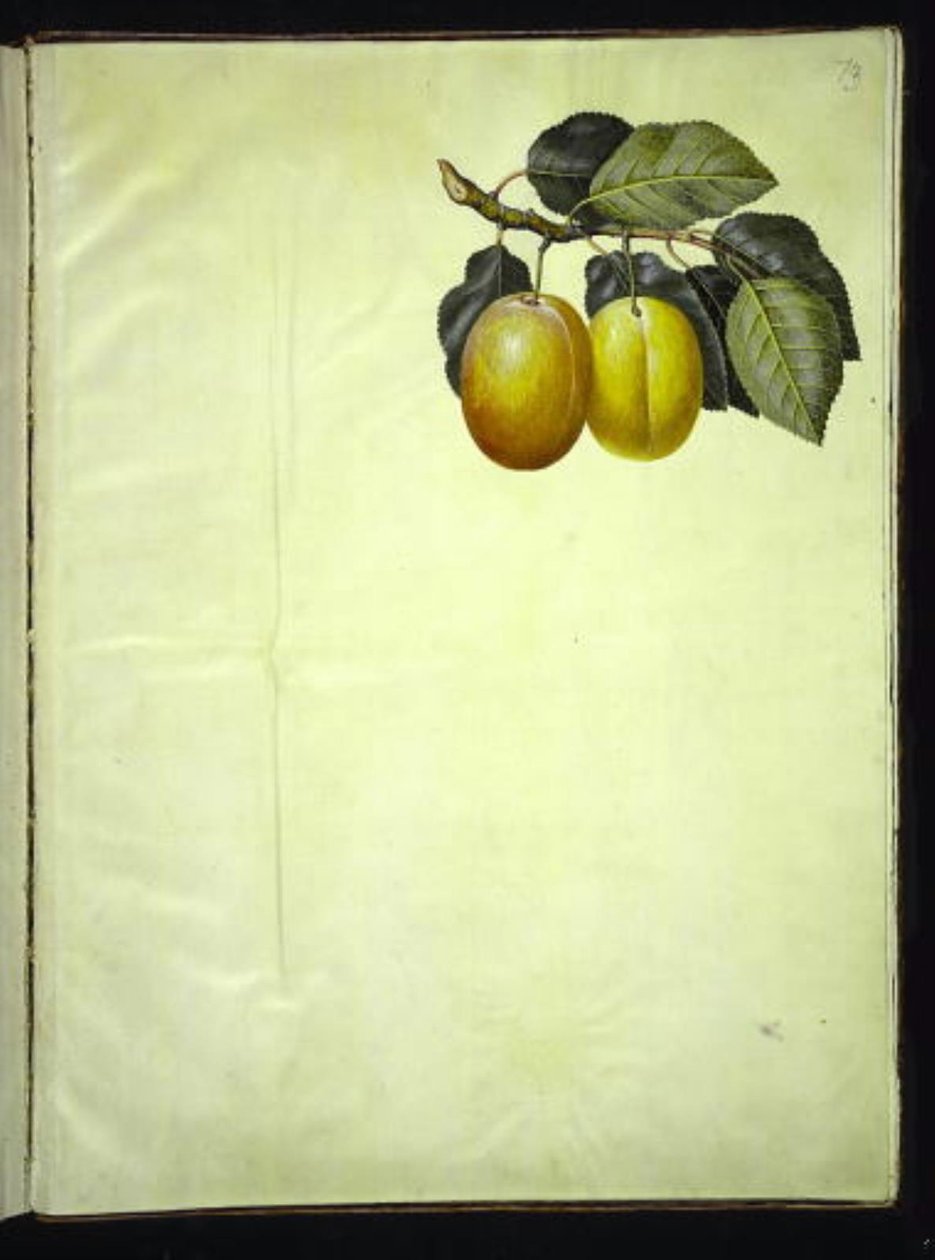 Prunus domestica (kwiat) autorstwa Hans Simon Holtzbecker