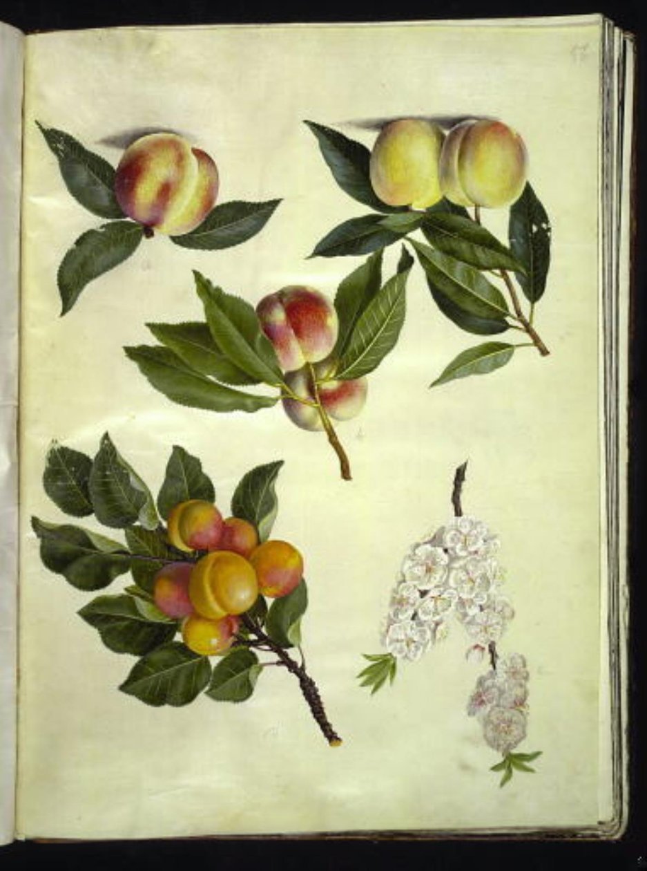 Prunus persica (groszek); Prunus armeniaca (morele almindelig) autorstwa Hans Simon Holtzbecker