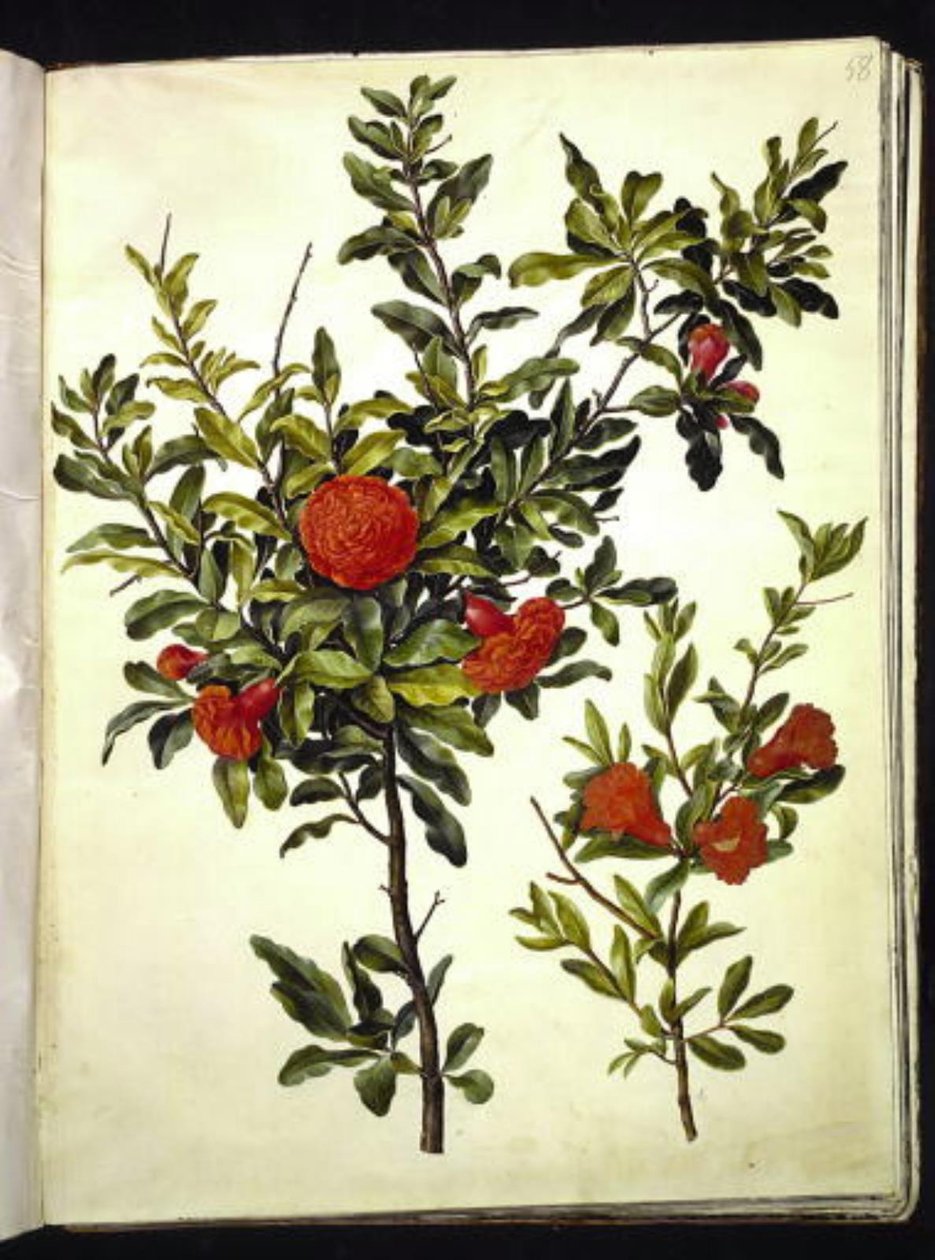 Punica granatum (granat) autorstwa Hans Simon Holtzbecker