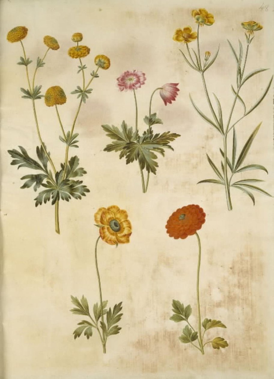 Ranunculus acris (guldknap-ranunkel); Anemone nemorosa (zawilec); Ranunculus Illyricus (step-ranunkel); Ranunculus asiatica (ranunkel) autorstwa Hans Simon Holtzbecker