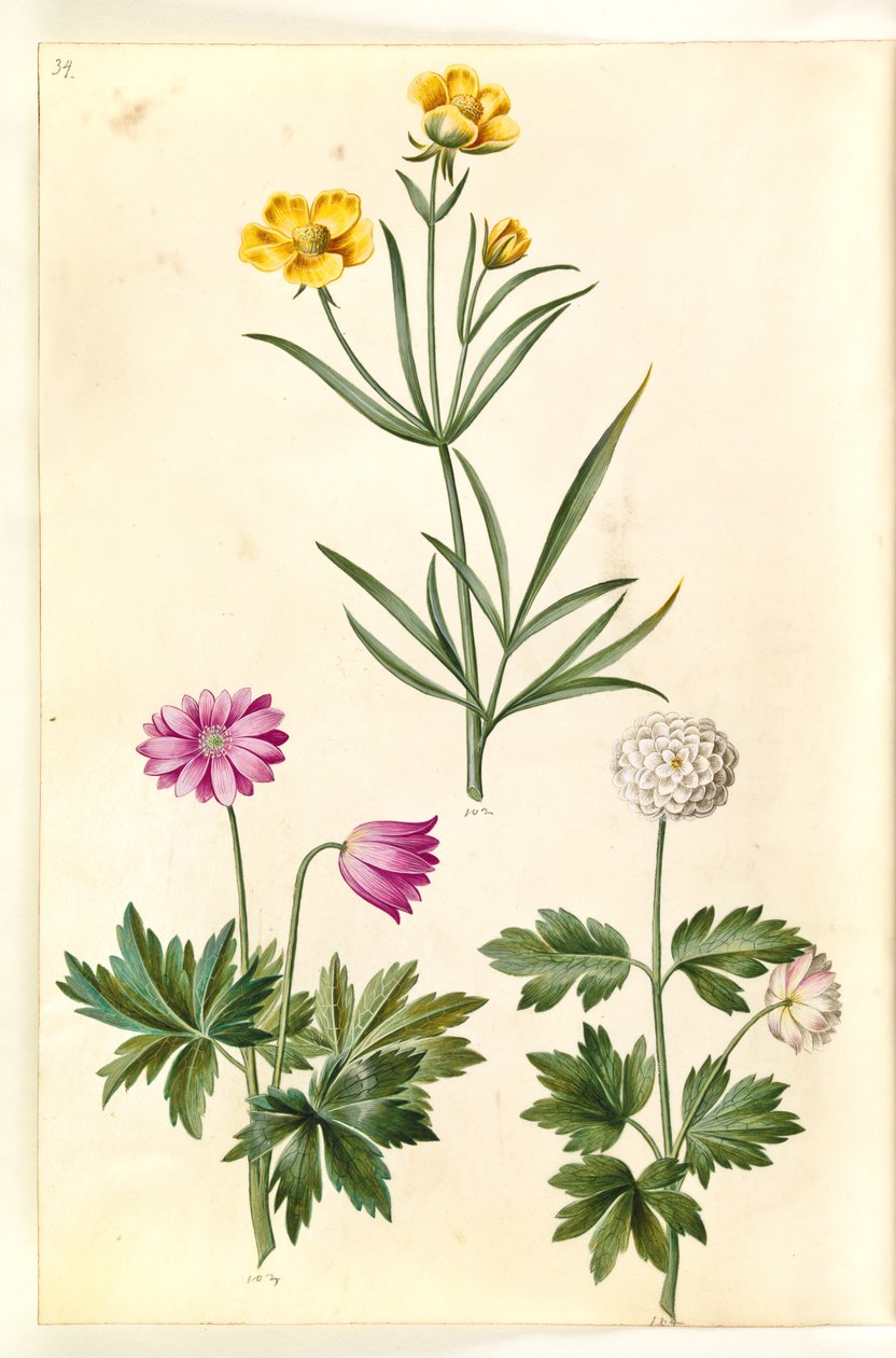 Ranunculus Illyricus (step-ranunkel); Zawilec leśny (zawilec leśny) autorstwa Hans Simon Holtzbecker
