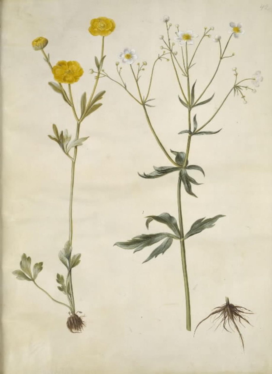Ranunculus monspeliacus (jaskier jedwabny); Jaskier aconitifolius (Ranunculus aconitifolius) autorstwa Hans Simon Holtzbecker