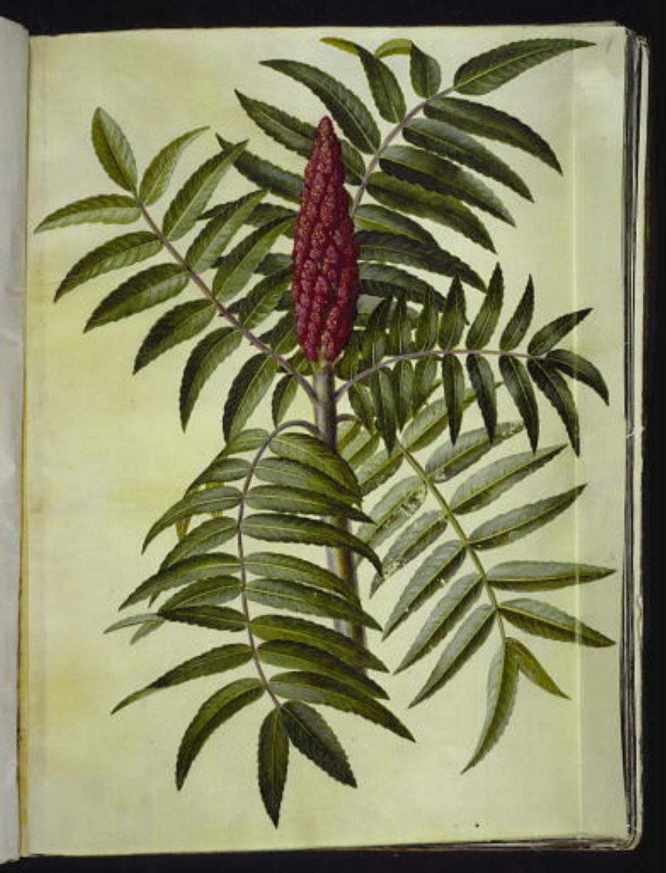Rhus typhina (jelonek) autorstwa Hans Simon Holtzbecker