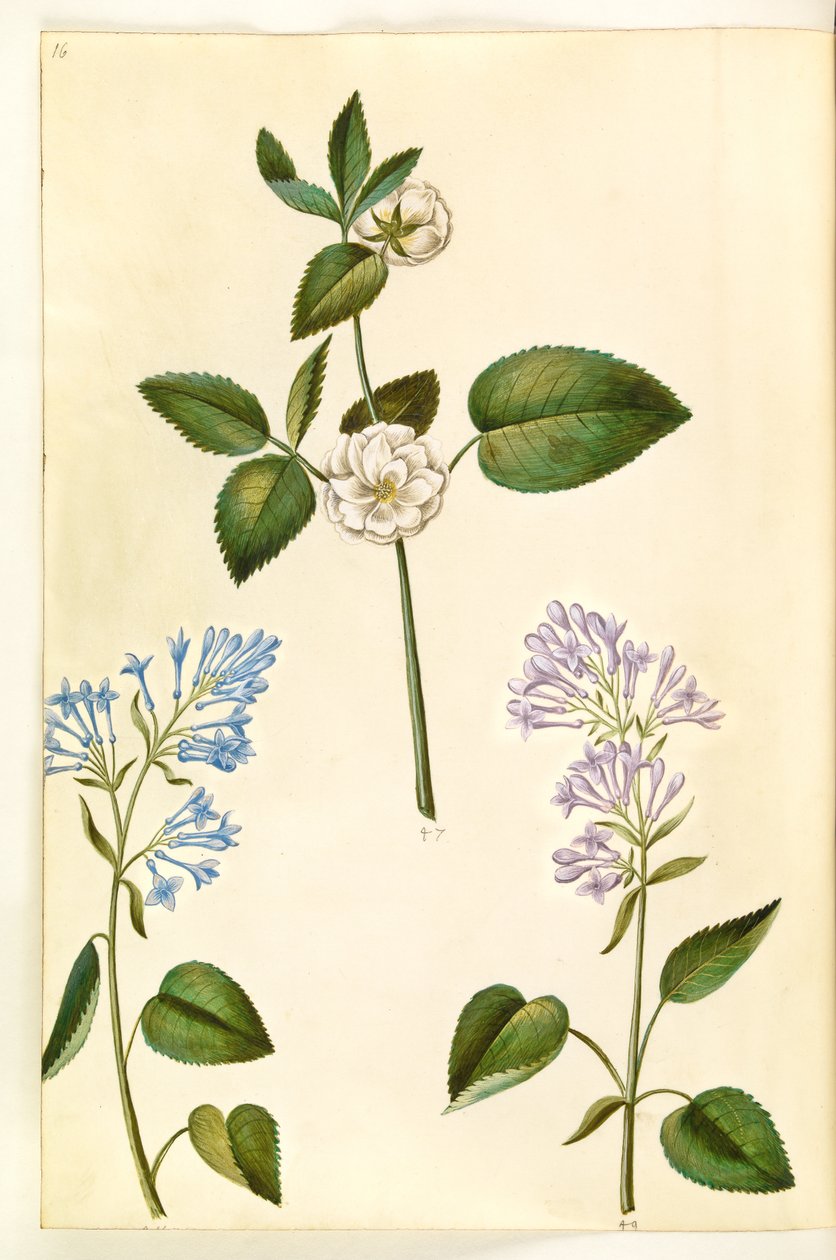 Rosa (?) (róża); Syringa vulgaris (szczaw zwyczajny) autorstwa Hans Simon Holtzbecker
