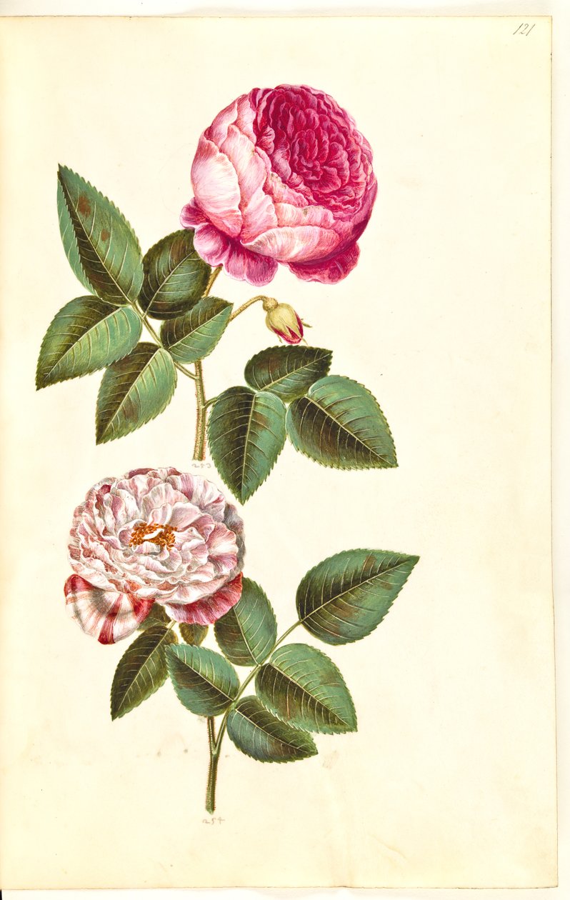 Rosa × centifolia (centifolia-róża); Rosa gallica versicolor („Rosa Mundi”) autorstwa Hans Simon Holtzbecker