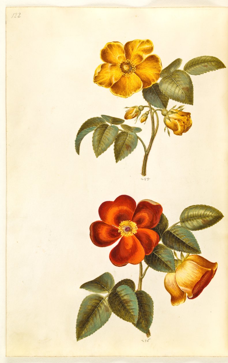 Rosa foetida (żółta róża); Rosa foetida (róża turecka) autorstwa Hans Simon Holtzbecker