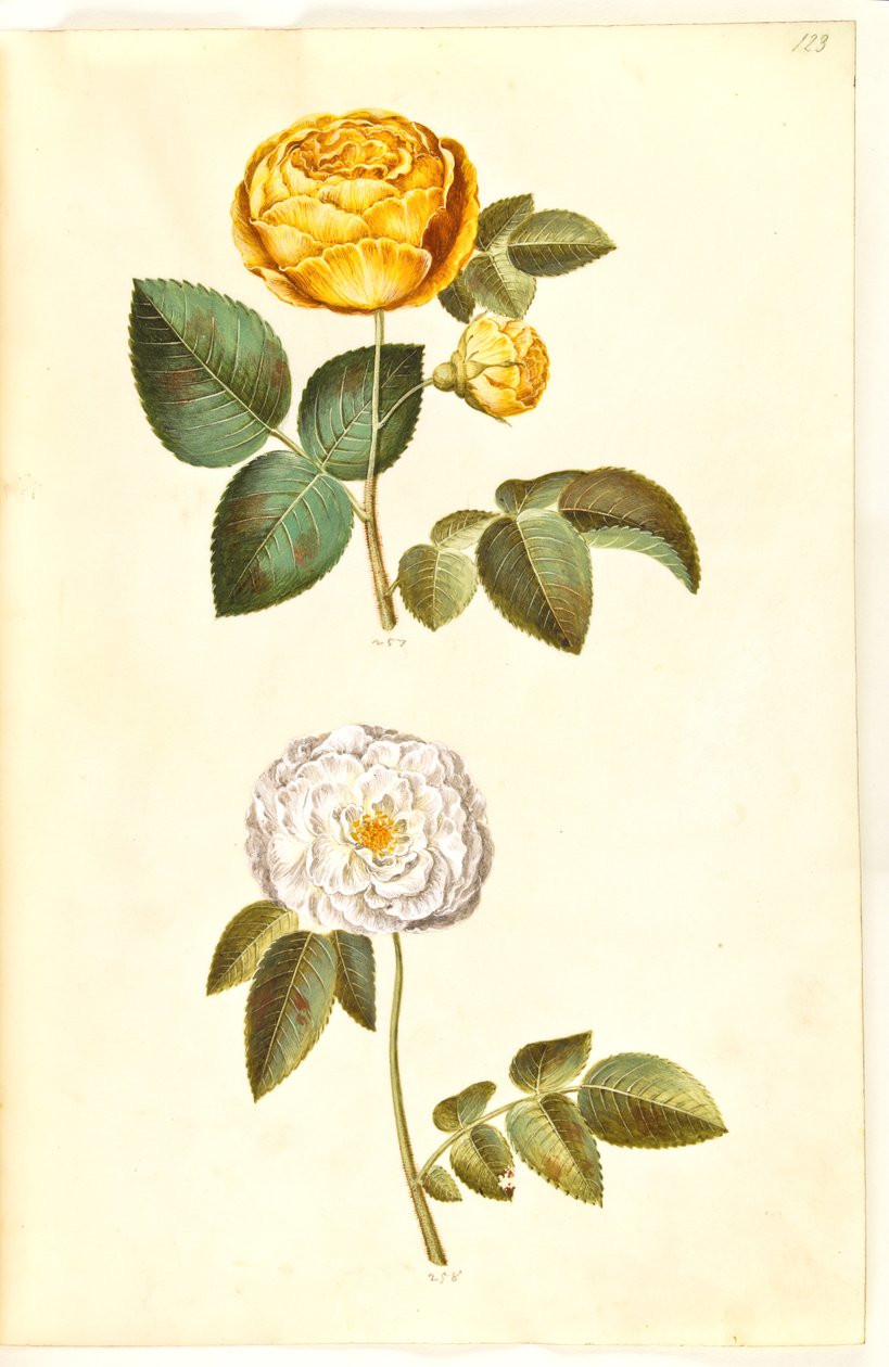 Rosa hemisphaerica (żółta róża siarkowa); Rosa ×alba (biała róża) autorstwa Hans Simon Holtzbecker