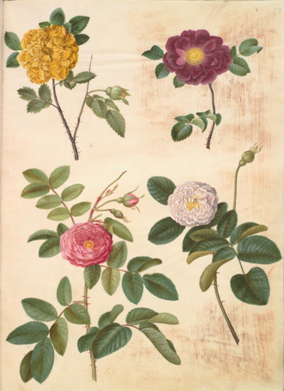 Rosa hemisphaerica (żółta róża siarkowa); Rosa gallica (aksamitna róża); Rosa ×damascena (róża damasceńska) autorstwa Hans Simon Holtzbecker