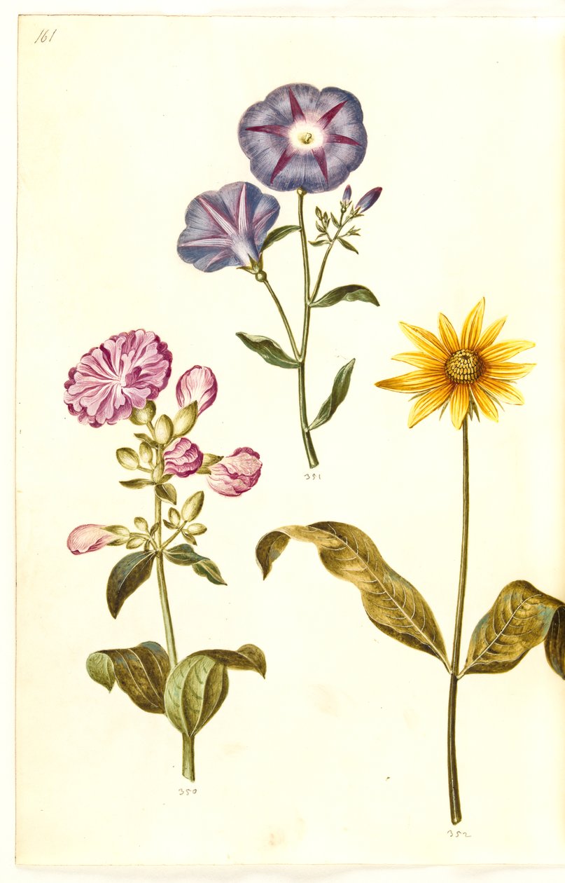 Saponaria officinalis (mydlnica lekarska); Convolvulus tricolor (spódnica panieńska); Helianthus (?) (gatunek słonecznika) autorstwa Hans Simon Holtzbecker