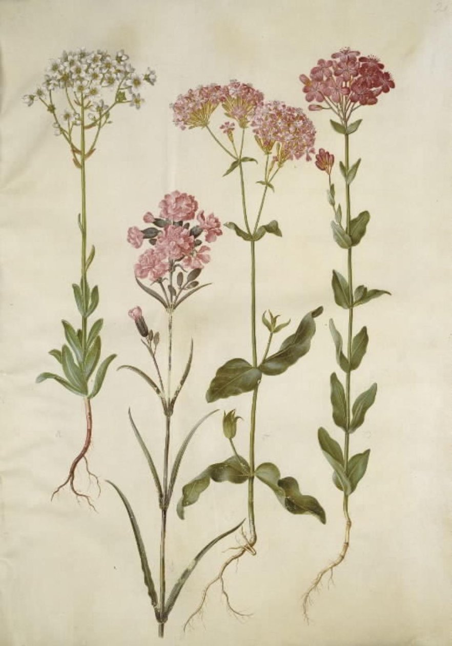 Saxifraga paniculata (skalnica skalna); Silene viscaria (ząbek smoły zwyczajnej); Silene armeria (węzeł lipowy); autorstwa Hans Simon Holtzbecker