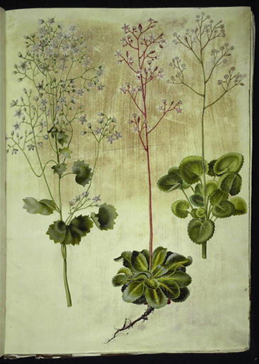 Saxifraga rotundifolia (kalnica okrągłolistna); Saxifraga umbrosa (Shadow Saxifrage); Saxifraga geum (kwiaty porcelanowe) autorstwa Hans Simon Holtzbecker