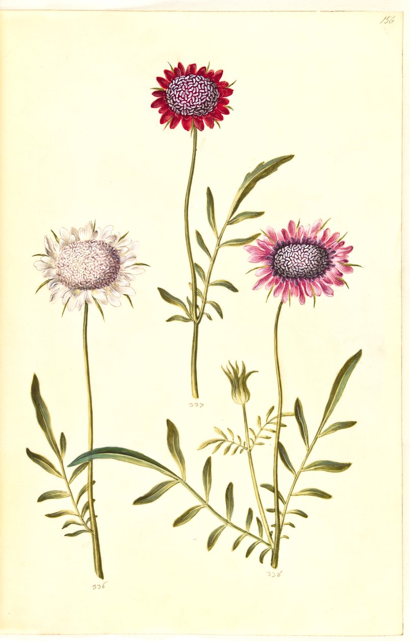 Scabiosa atropurpurea (enkeblomst) autorstwa Hans Simon Holtzbecker