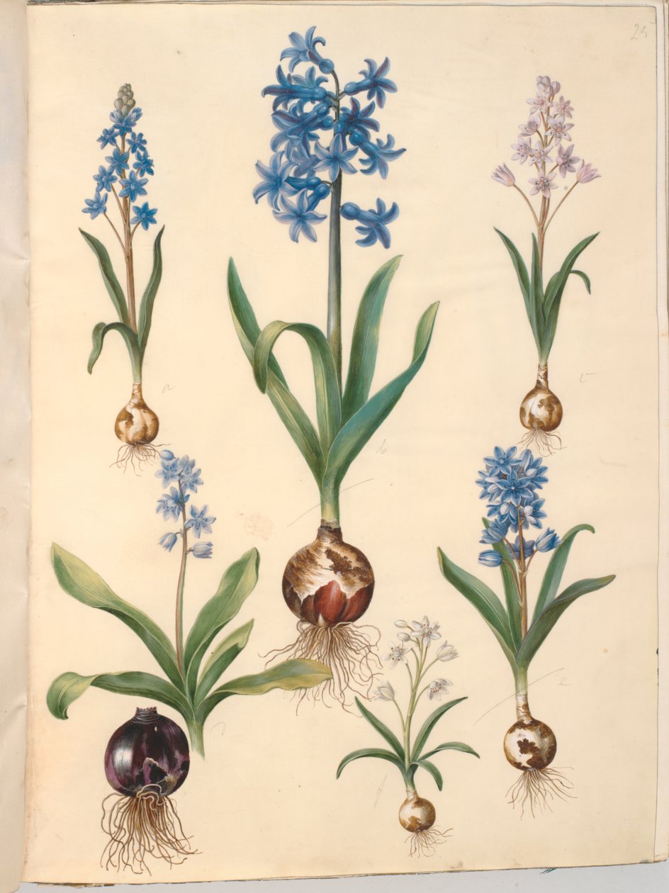 Scilla bifolia (tobladet skilla); Hiacynt orientalny (hiacynt almindelig); piękna skilla (himmelblå skilla) autorstwa Hans Simon Holtzbecker