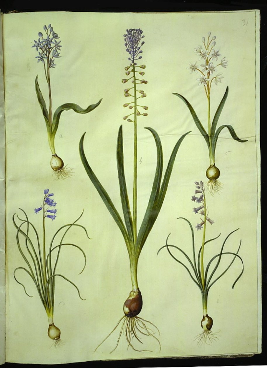 Scilla bifolia (scilla dwulistna); Muscari comosum (hiacynt zmierzchowy); Brimeura amethystina (hiacynt pirenejski) autorstwa Hans Simon Holtzbecker