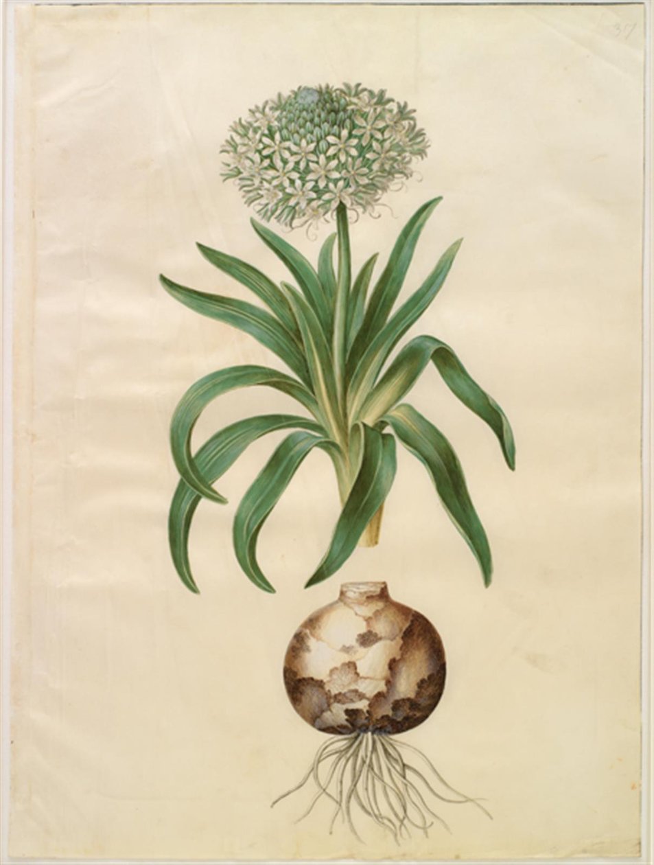 Scilla peruviana (scilla olbrzymia) autorstwa Hans Simon Holtzbecker