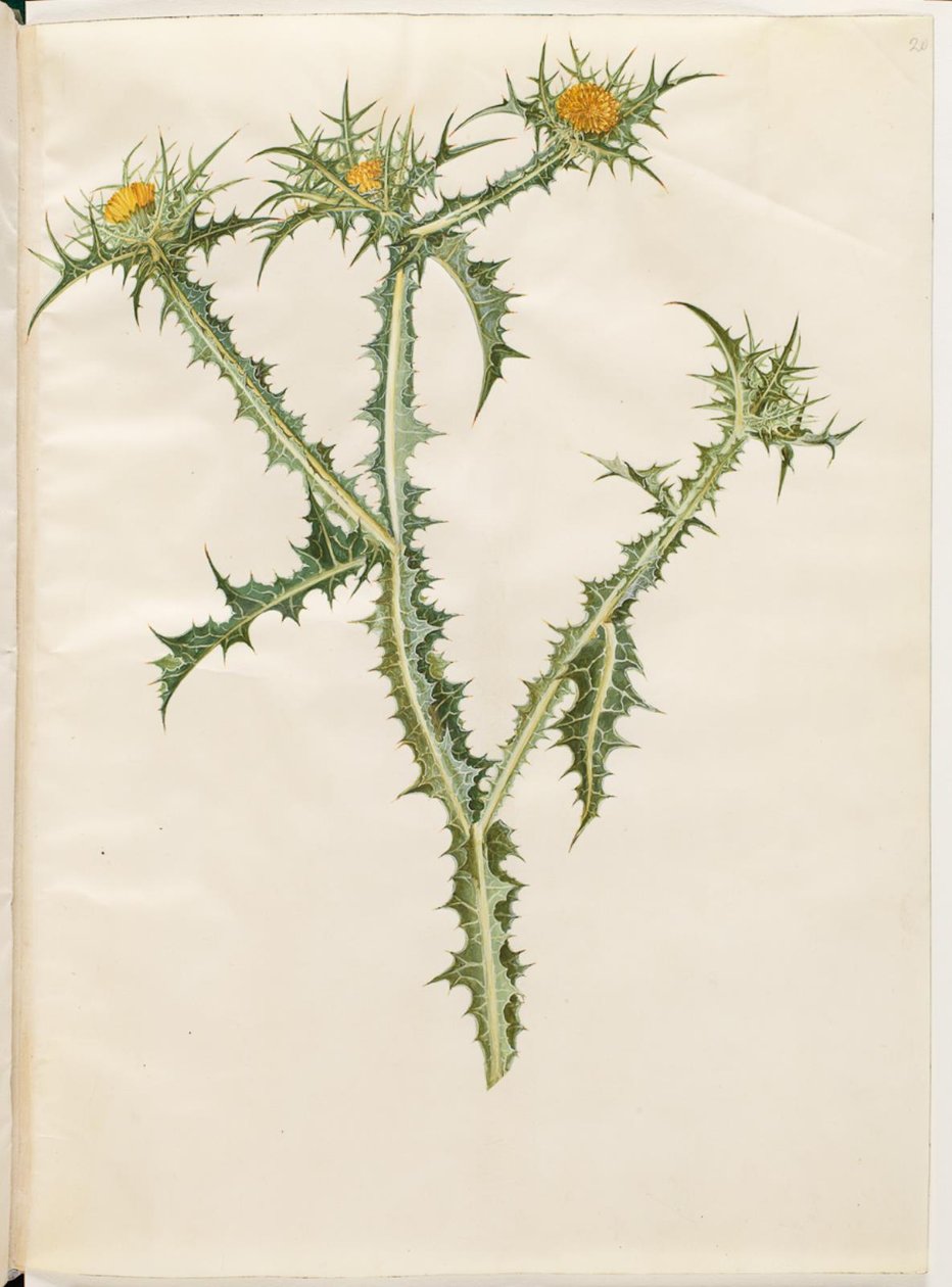 Scolymus hispanicus (hiszpański złoty oset) autorstwa Hans Simon Holtzbecker