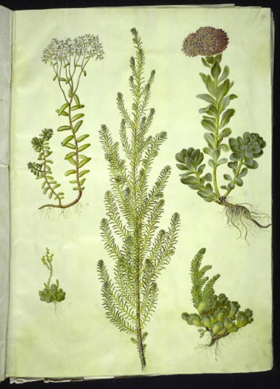 Album rozchodnika (biała rozchodnik); Sedum anacampseros (kalnica okrągłolistna); Rozchodnik (zioło skalne); Suaeda vera (gęsia stopa); Rozchodnik rupestre (kalnica górska) autorstwa Hans Simon Holtzbecker