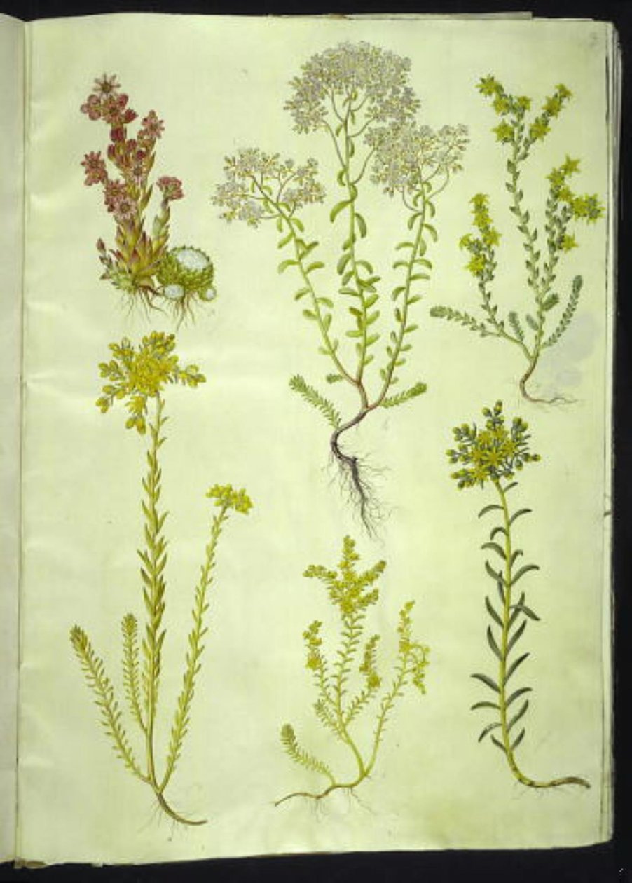 Sempervivum arachnoideum (cebula pajęczynowa); Album rozchodnika (biała rozchodnik); Akr rozchodnika (gryząca widłak); Sedum rupestre (kalnica górska); Sedum sexangulare (sześciorzędowa skalnica) autorstwa Hans Simon Holtzbecker