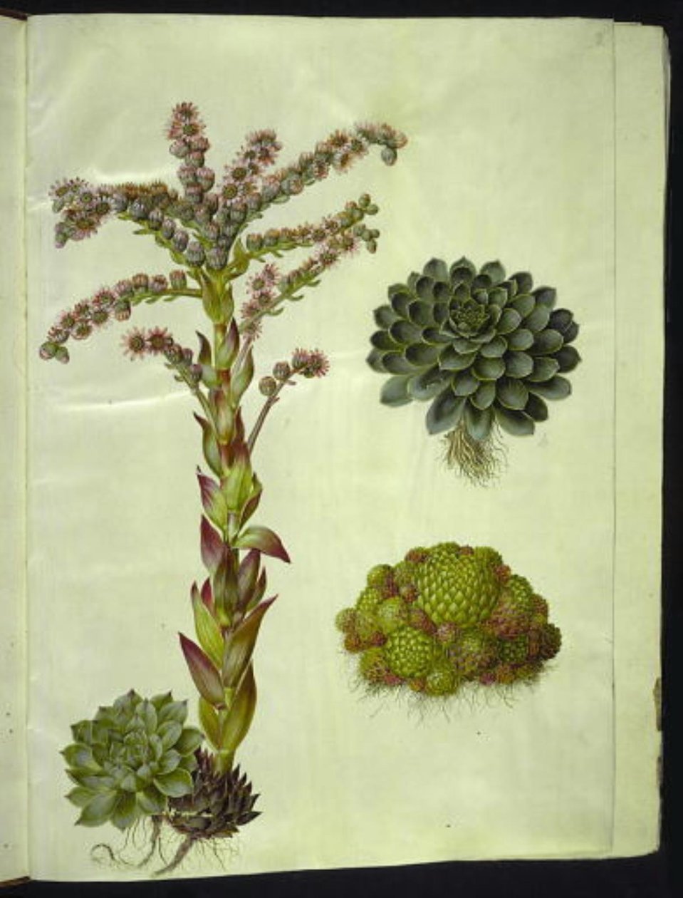 Wieczne dachy (almindelig husløg); Wiecznie zielona góra (bjerg-husløg) autorstwa Hans Simon Holtzbecker