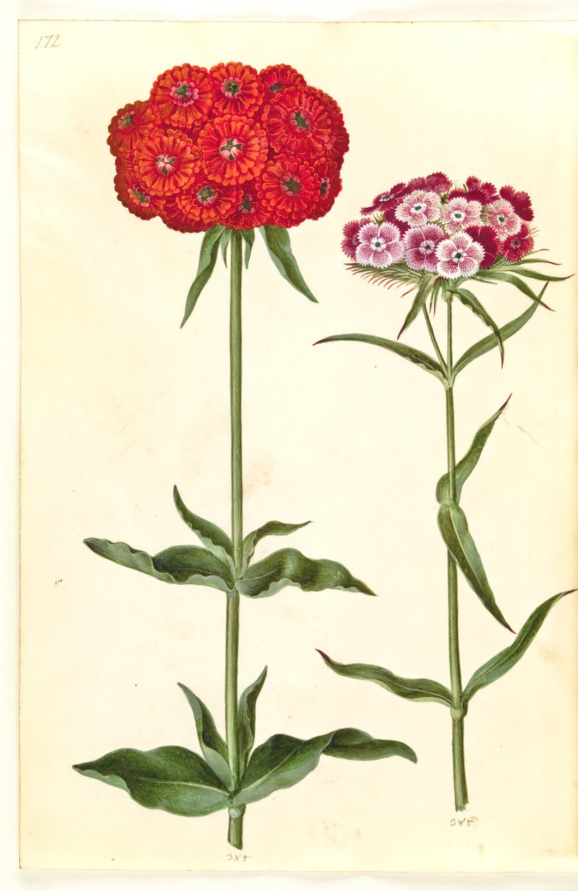 Silene chalcedonica (płonąca miłość); Dianthus barbatus (goździk studencki) autorstwa Hans Simon Holtzbecker