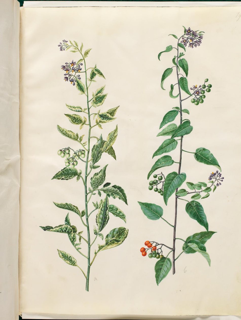Solanum dulcamara (słodko-gorzka wilcza jagoda) autorstwa Hans Simon Holtzbecker
