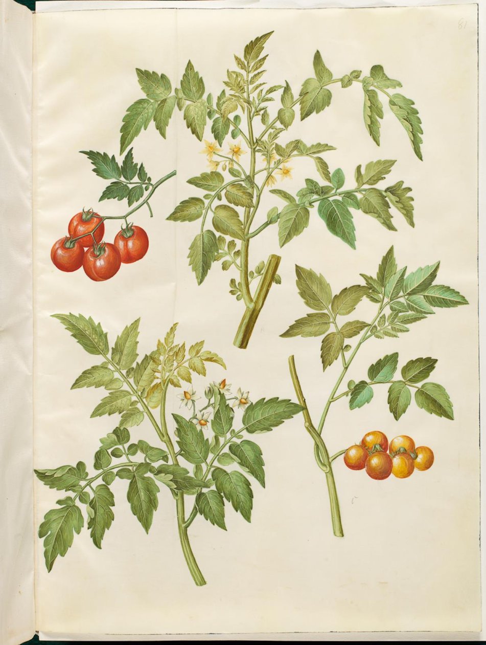 Pomidor solanum (pomidor almindelig) autorstwa Hans Simon Holtzbecker