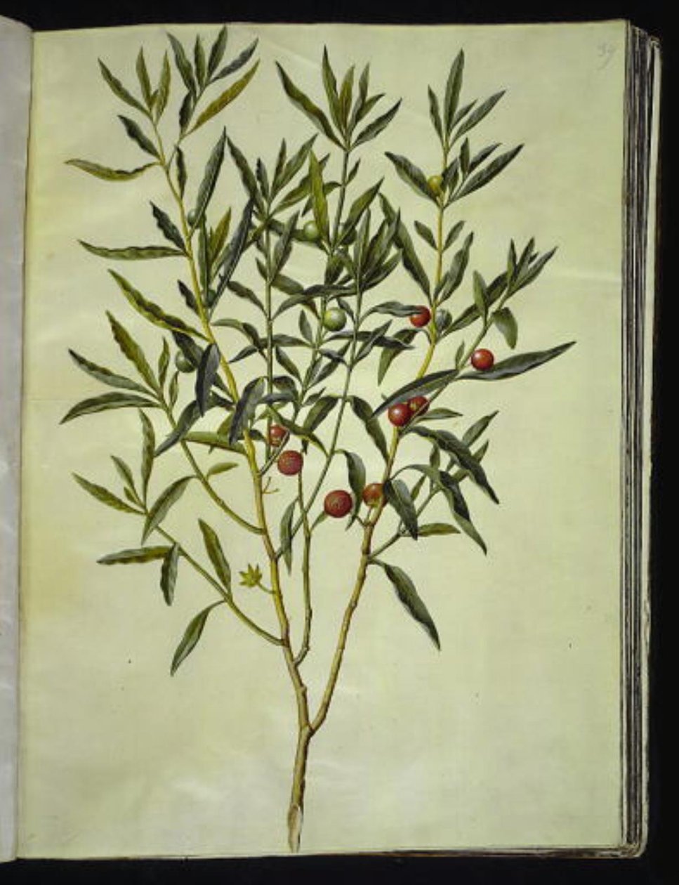 Solanum pseudocapsicum (niedźwiedź jerozolimsko-koralowy) autorstwa Hans Simon Holtzbecker