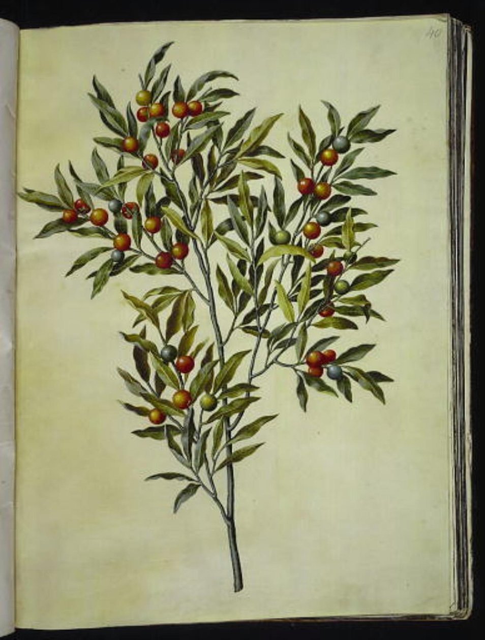 Solanum pseudocapsicum (niedźwiedź jerozolimsko-koralowy) autorstwa Hans Simon Holtzbecker