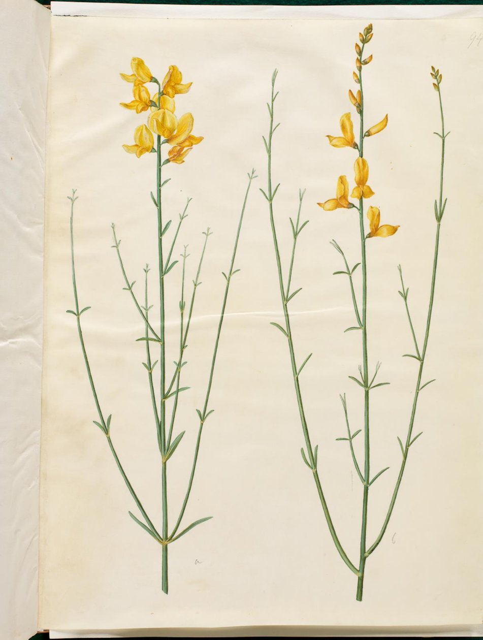 Spartańskie Junceum (Spartium) autorstwa Hans Simon Holtzbecker