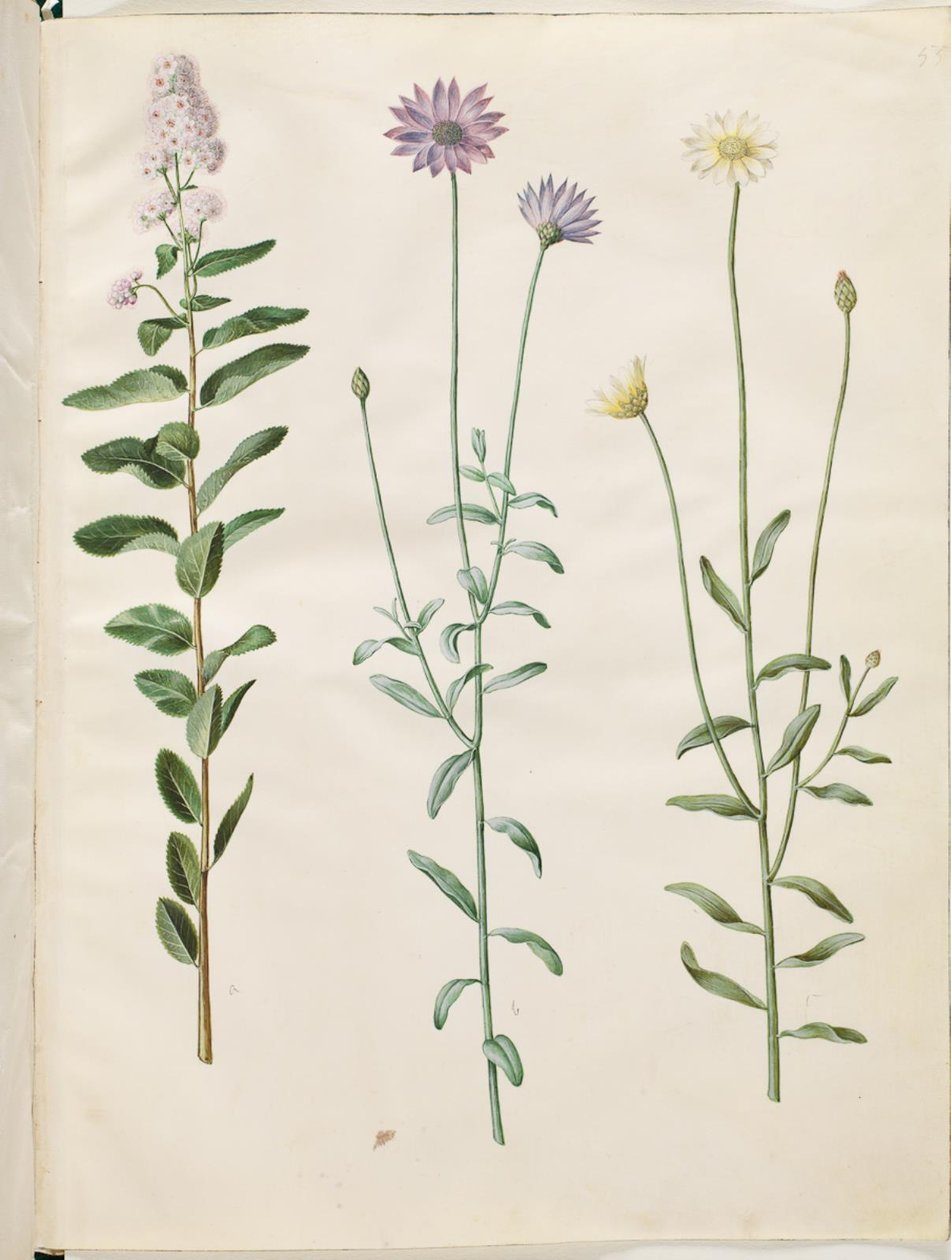 Spiraea salicifolia (spiraea ostrolistna); Catananche niebieski (blå rasleblomst) autorstwa Hans Simon Holtzbecker