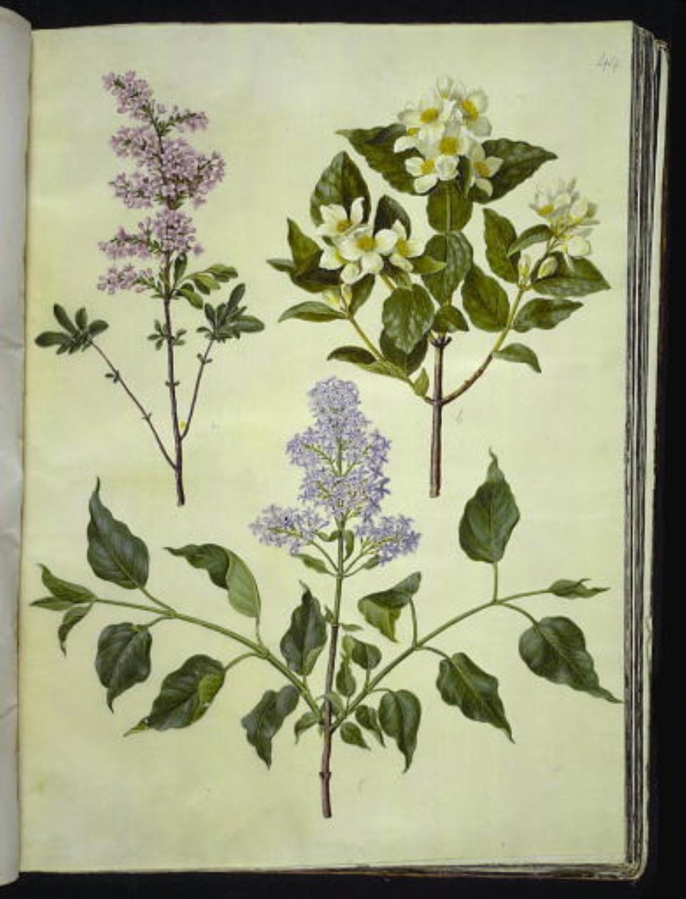 Syringa ×persica (szczaw perski); Philadelphus coronarius (pachnące drzewo fajkowe); Syringa vulgaris (szczaw zwyczajny) autorstwa Hans Simon Holtzbecker
