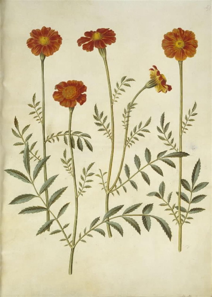 Tagetes patula (aksamitny kwiat z poprzeczką) autorstwa Hans Simon Holtzbecker