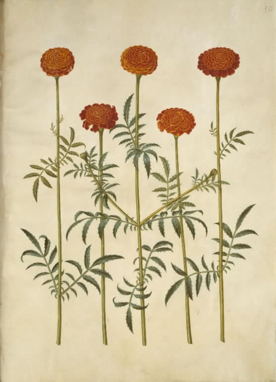 Tagetes patula (aksamitny kwiat z poprzeczką) autorstwa Hans Simon Holtzbecker
