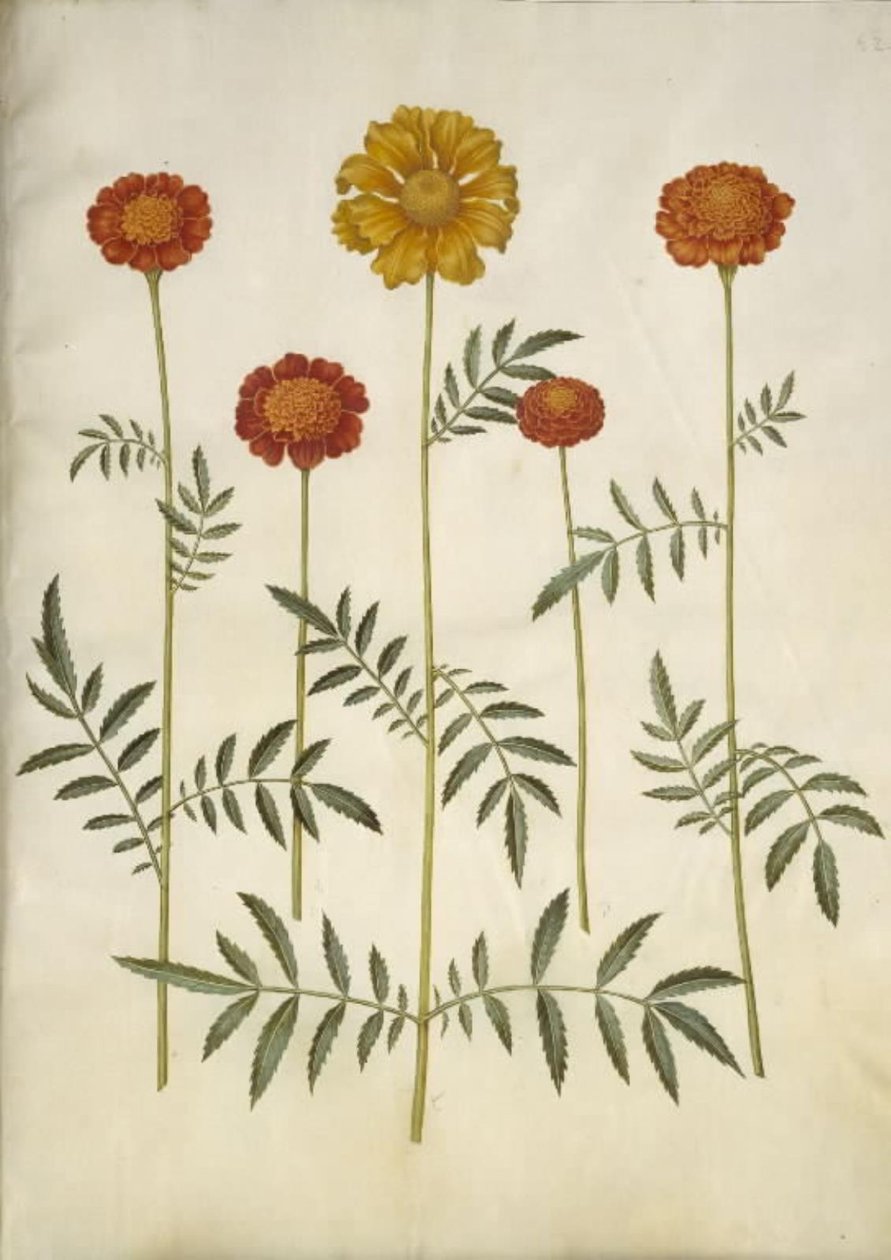 Tagetes patula (aksamitny kwiat z poprzeczką) autorstwa Hans Simon Holtzbecker