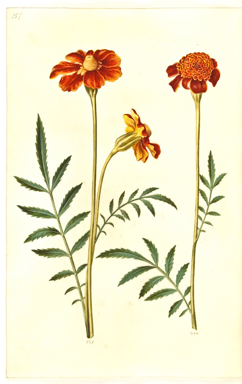 Tagetes patula (aksamitny kwiat z poprzeczką) autorstwa Hans Simon Holtzbecker