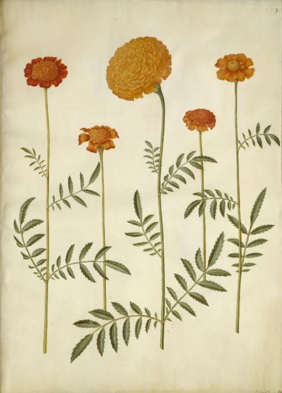 Tagetes patula (aksamitny kwiat z poprzeczką); Aksamitka erekcji (wyprostowany aksamitny kwiat) autorstwa Hans Simon Holtzbecker