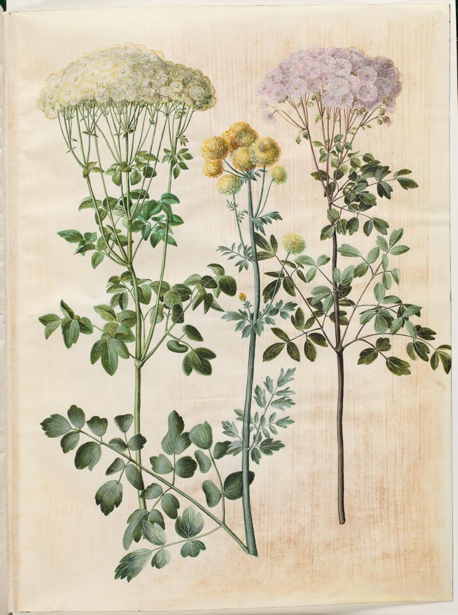 Thalictrum aquilegiifolium (gwiazda z nasion orlika); Thalictrum flavum (żółta gwiazda nasienna) autorstwa Hans Simon Holtzbecker
