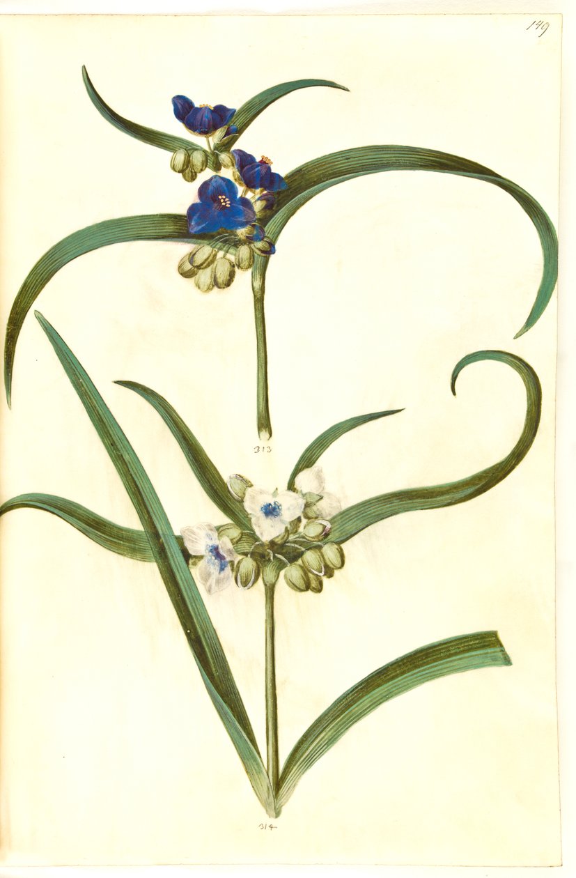 Tradescantia virginiana eller Tradescantia ohiensis (?) (blomsterjøde) autorstwa Hans Simon Holtzbecker