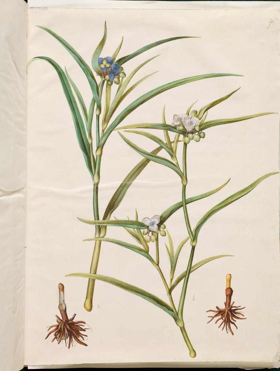 Tradescantia virginiana lub Tradescantia ohiensis (kwiat żyd lub kwiat żyd ohio) autorstwa Hans Simon Holtzbecker