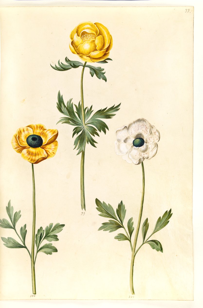 Trollius europaeus (europejska śliwa łąkowa); Ranunculus asiaticus (jaskier ogrodowy) autorstwa Hans Simon Holtzbecker