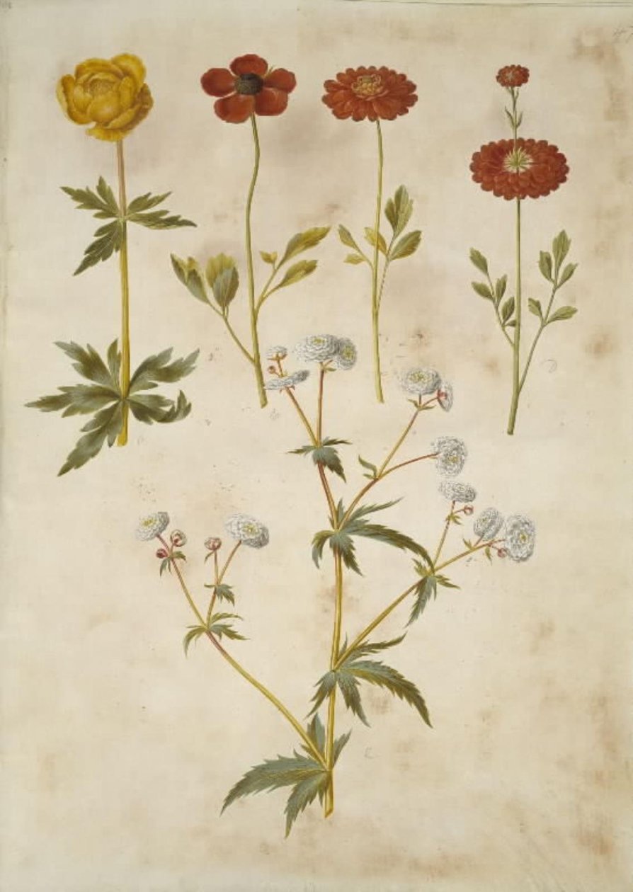 Trollius europaeus (europejska śliwa łąkowa); Ranunculus asiaticus (jaskier ogrodowy); Ranunculus aconitifolius (jaskier srebrny guzik) autorstwa Hans Simon Holtzbecker