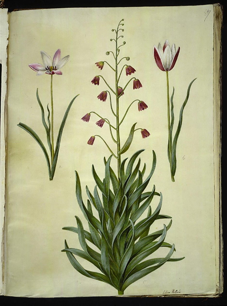 Tulipa clusiana (clusius-tulipan); Fritillaria persica (perisk fritillaria) autorstwa Hans Simon Holtzbecker