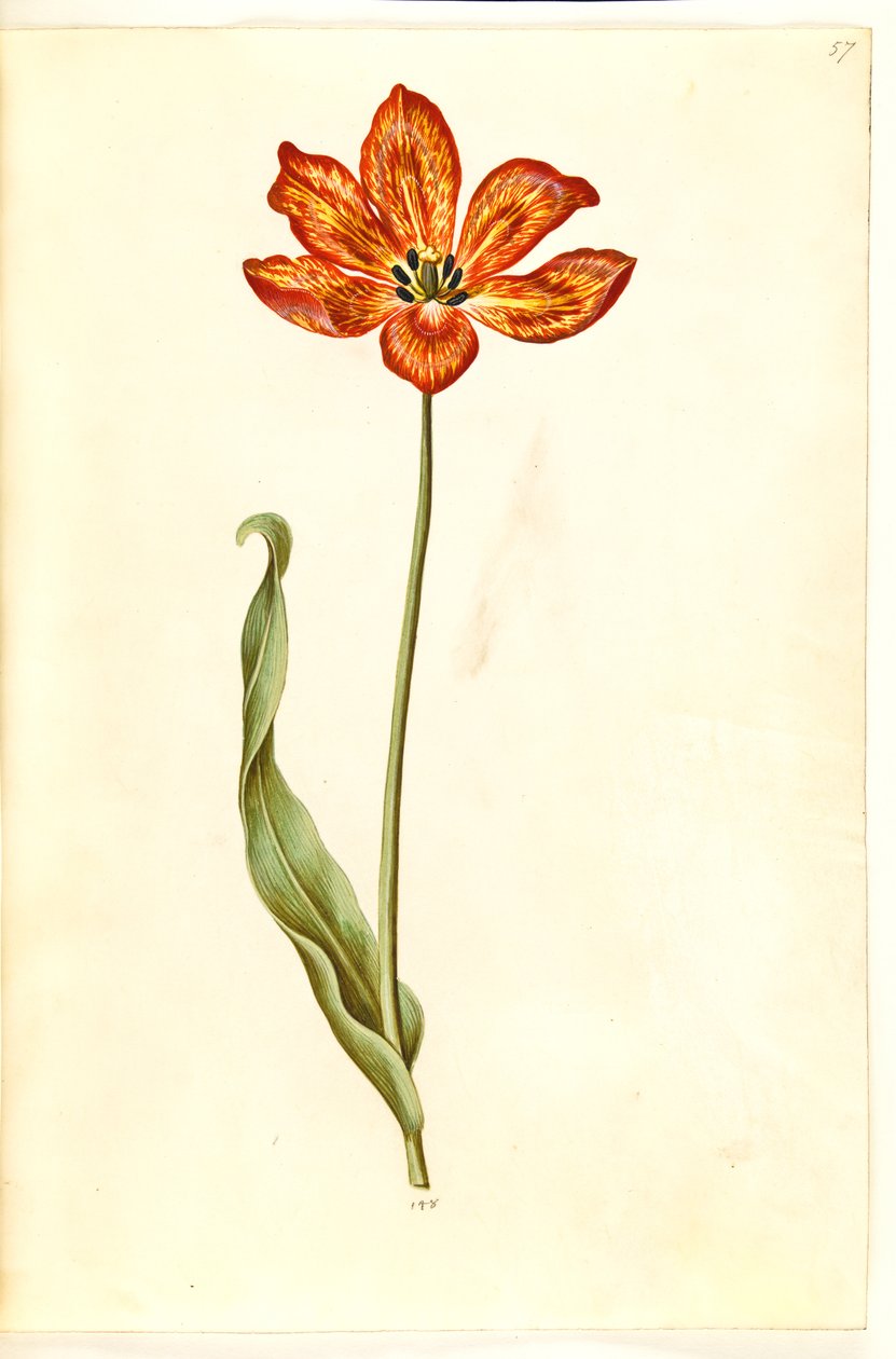 Tulipa gesneriana (tulipan) autorstwa Hans Simon Holtzbecker
