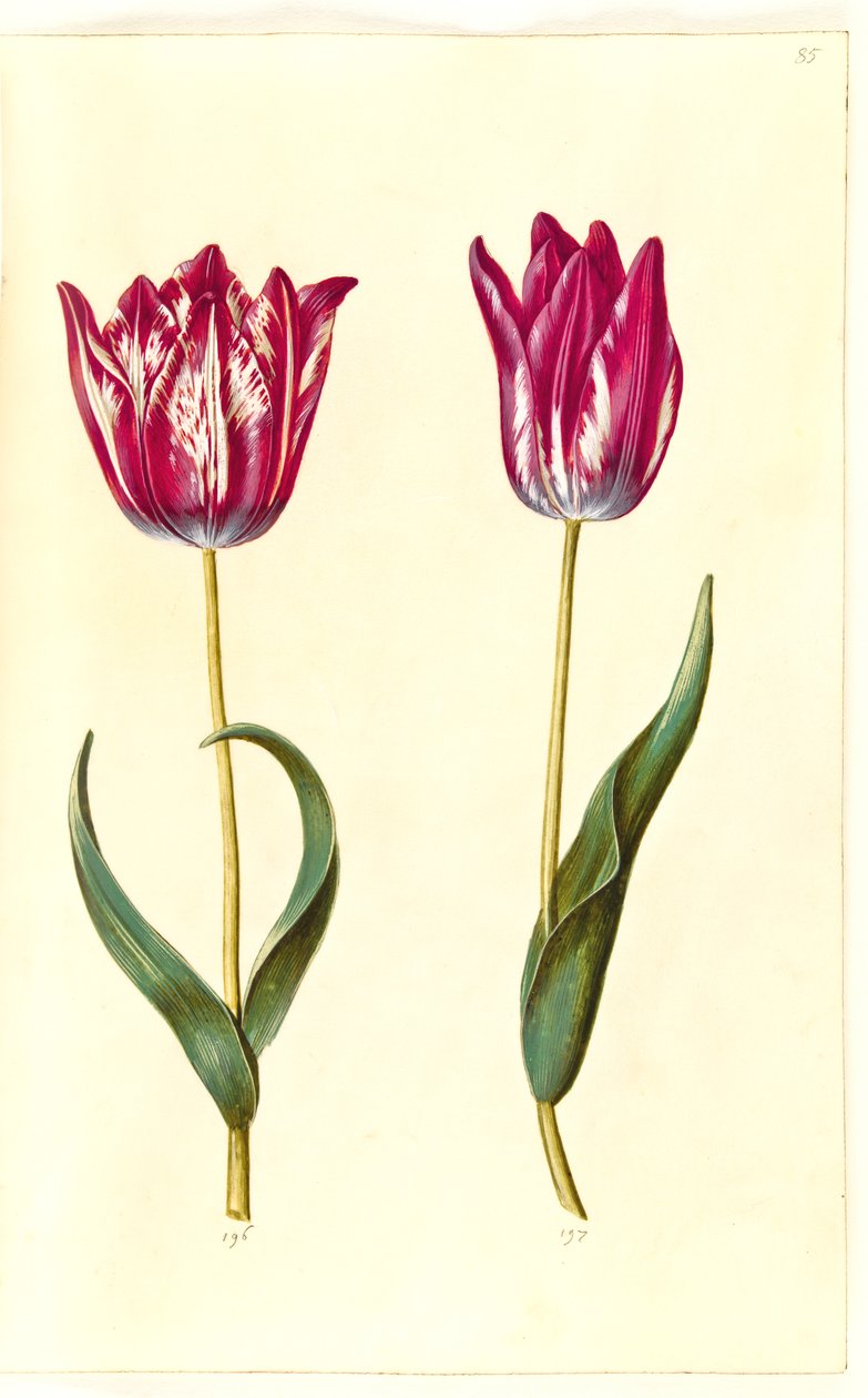 Tulipa gesneriana (tulipan) autorstwa Hans Simon Holtzbecker